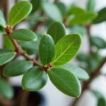 Arbre de jade en intérieur : astuces incontournables pour le choyer dans votre chambre