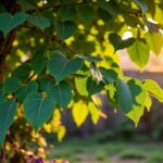 Paulownia tomentosa : quels sont les inconvénients à connaître sur cet arbre ?