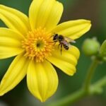 Guide pratique pour éliminer facilement un rejet de bananier dans votre jardin