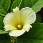 Spathiphyllum en souffrance : comprendre pourquoi ses feuilles se flétrissent