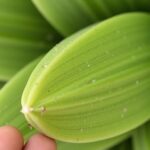 Guide pratique : Comment tailler un yucca pour stimuler efficacement sa croissance