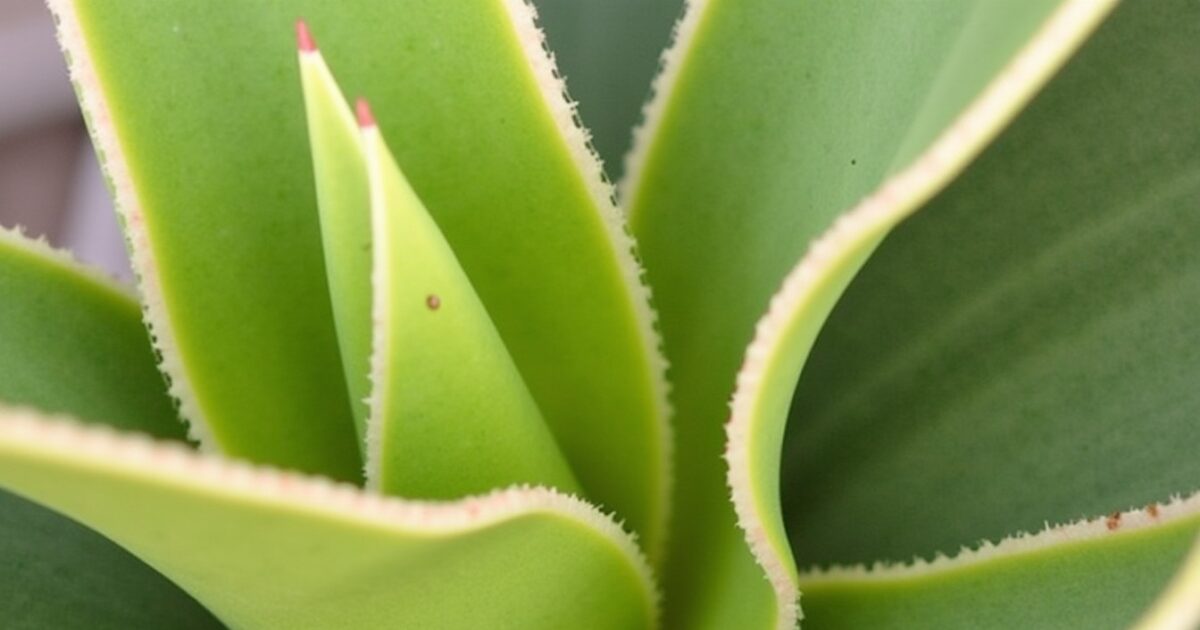 Guide pratique : Transmettez la vie à votre yucca grâce à une bouture simple à réaliser chez vous