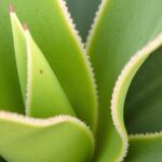 Guide pratique : Transmettez la vie à votre yucca grâce à une bouture simple à réaliser chez vous
