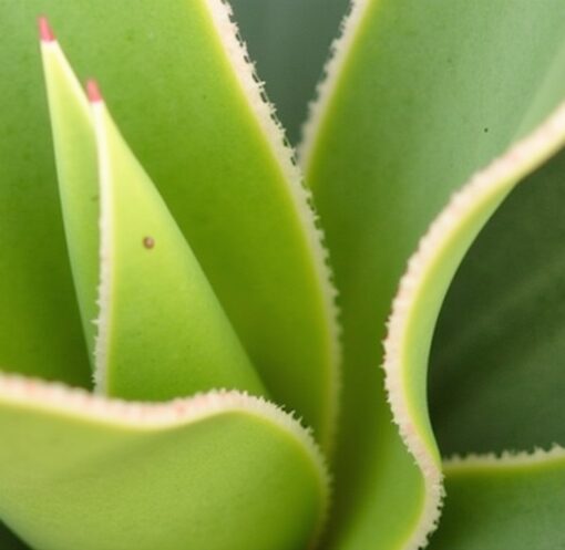 Guide pratique : Transmettez la vie à votre yucca grâce à une bouture simple à réaliser chez vous