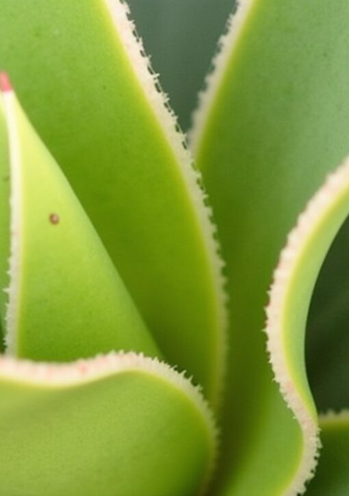 Guide pratique : Transmettez la vie à votre yucca grâce à une bouture simple à réaliser chez vous