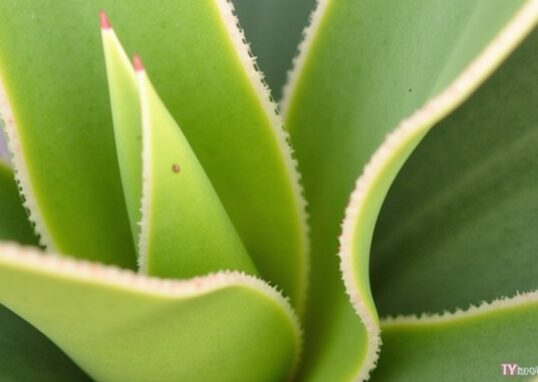 Guide pratique : Transmettez la vie à votre yucca grâce à une bouture simple à réaliser chez vous
