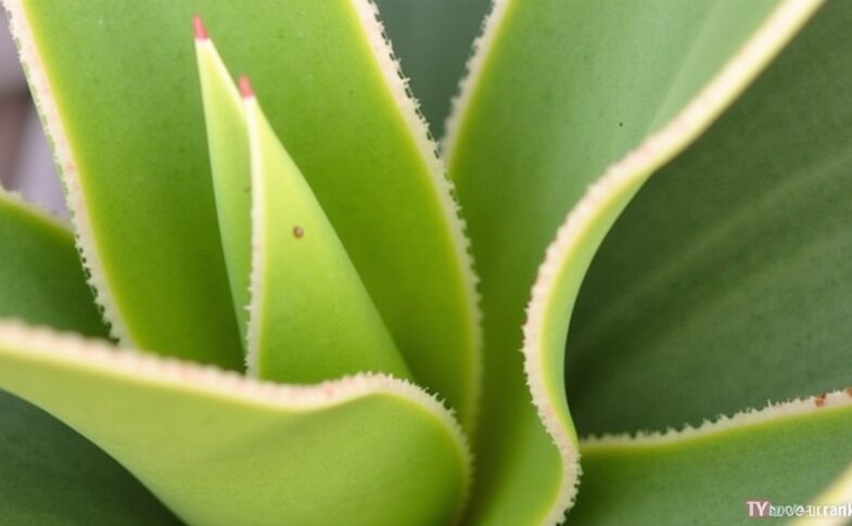 Guide pratique : Transmettez la vie à votre yucca grâce à une bouture simple à réaliser chez vous