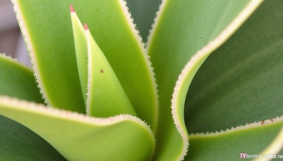 Guide pratique : Transmettez la vie à votre yucca grâce à une bouture simple à réaliser chez vous